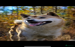 Japanese Shiba Inu dogs for sale: Multi Champion Shiba Inu stud , health tested  - Image 3