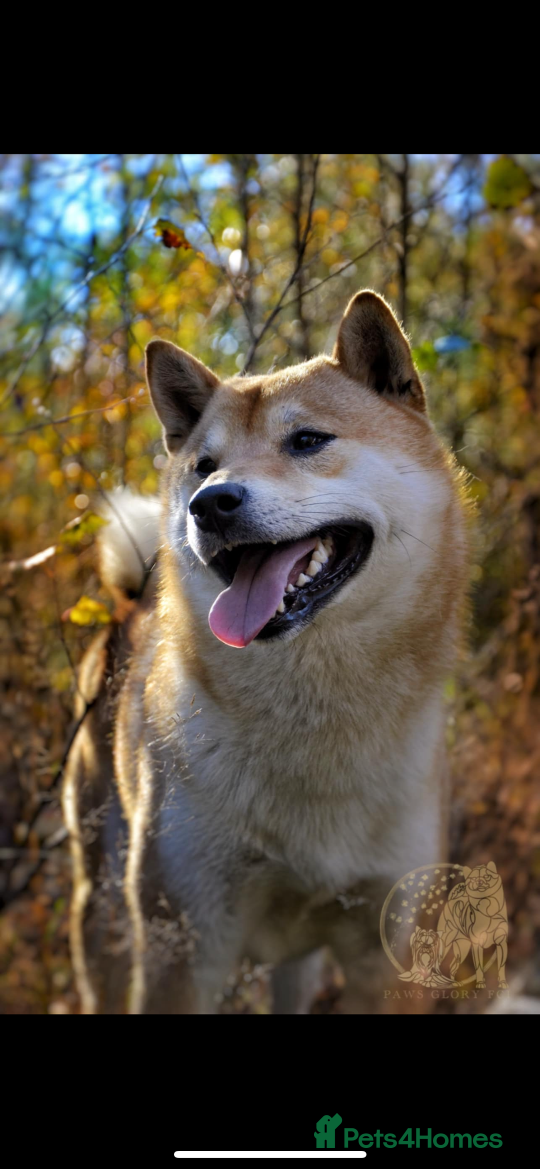 Japanese Shiba Inu dogs for sale: Multi Champion Shiba Inu stud , health tested  - Image 3