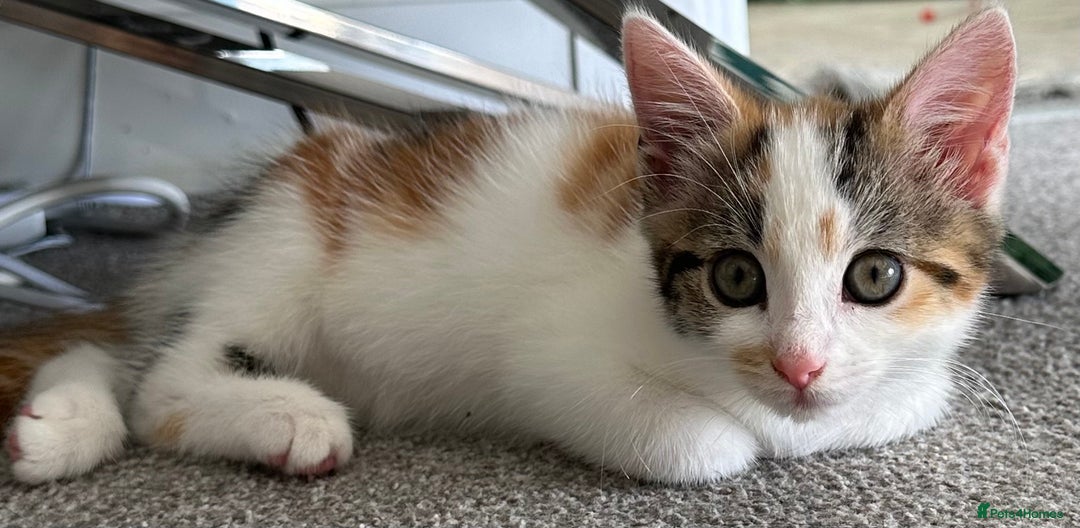 Domestic Shorthair cats for sale: Chloe and Zoe - Image 10