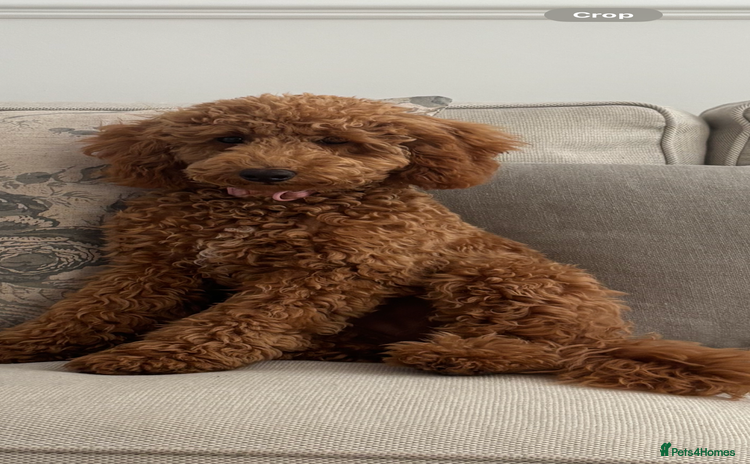 Miniature Poodle dogs - Advert 5