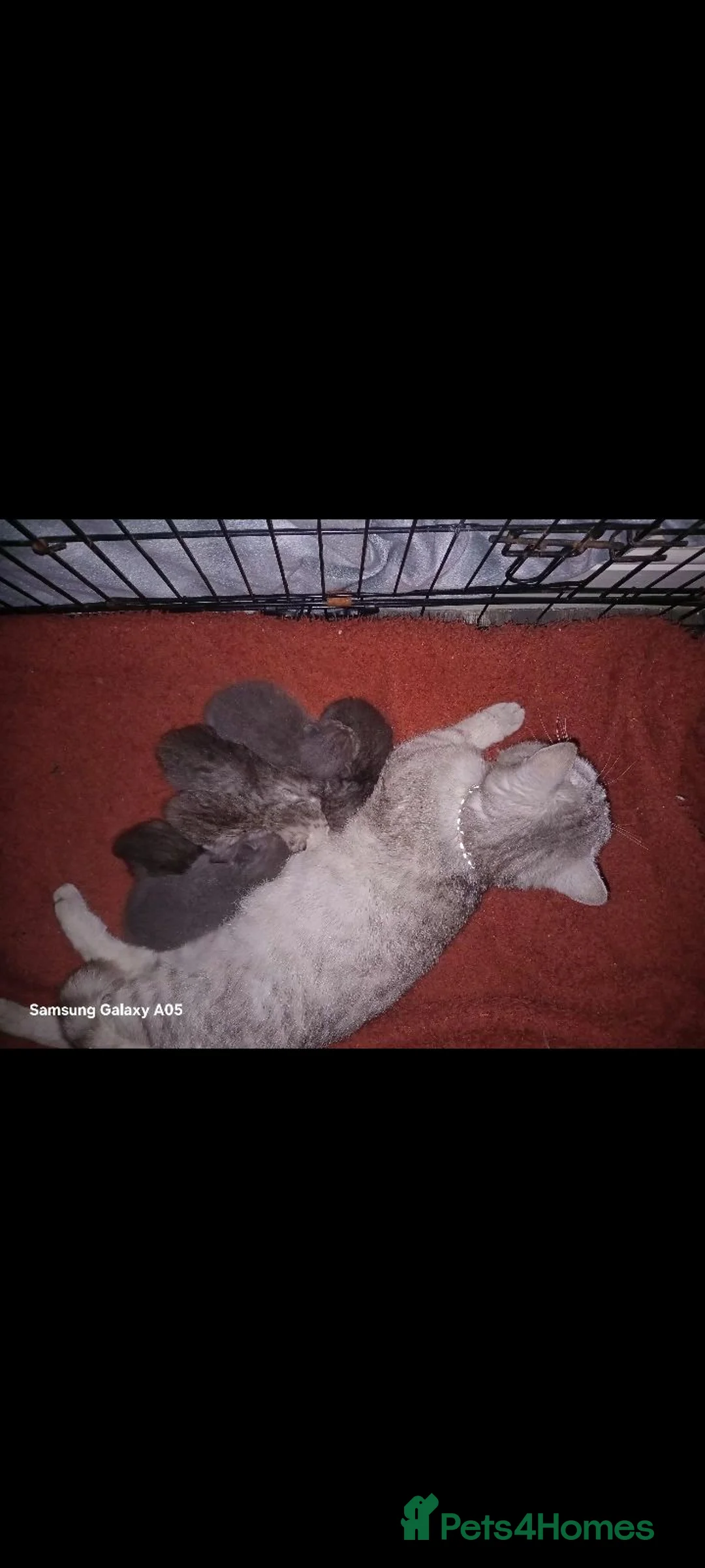 British Shorthair cats for sale: 4 British short-hair kittens  - Advert 16