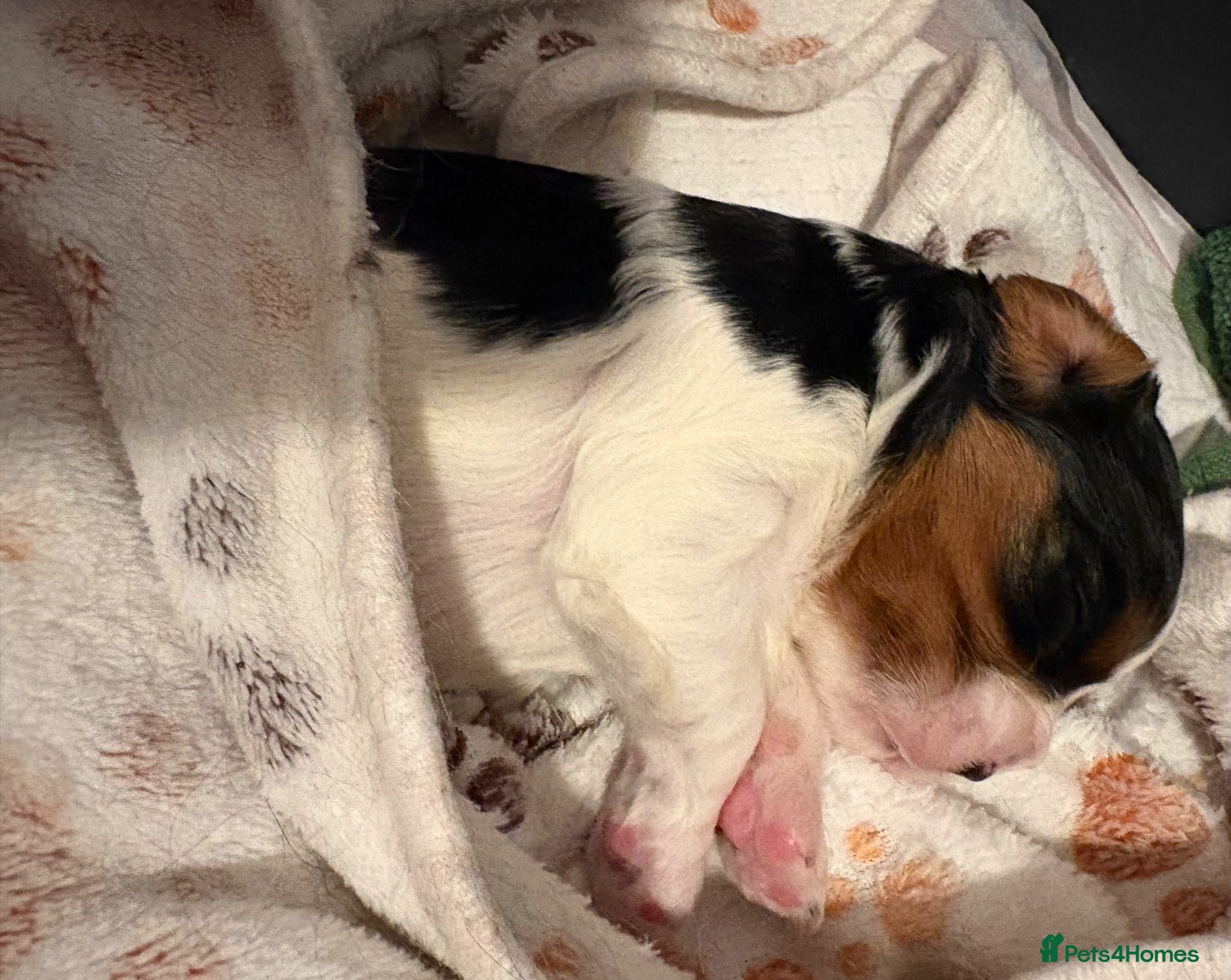 Cavalier King Charles Spaniel dogs for sale: Cavalier King Charls Spaniel - Advert 10