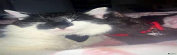 Mixed Breed cats for sale: Juna and Rio in London - Advert 27