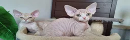 Devon Rex cats for sale: ❤️ Gorgeous Devon Rex Kittens ❤️ - Advert 15