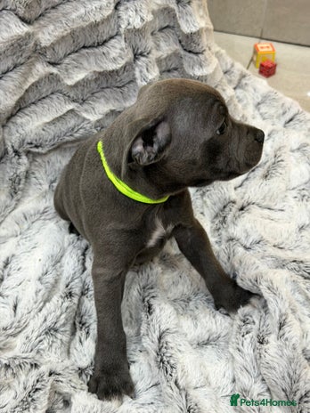 Staffordshire Bull Terrier dogs 💙Adorable Blue Staffy Puppies Available! 💙 - Advert 2