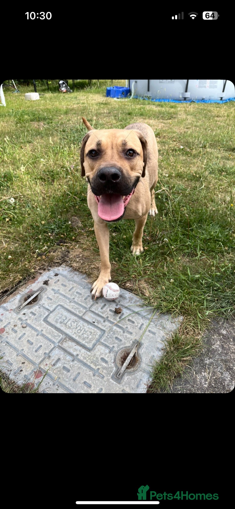 Mixed Breed dogs Cane Corso for rehoming - Advert 6