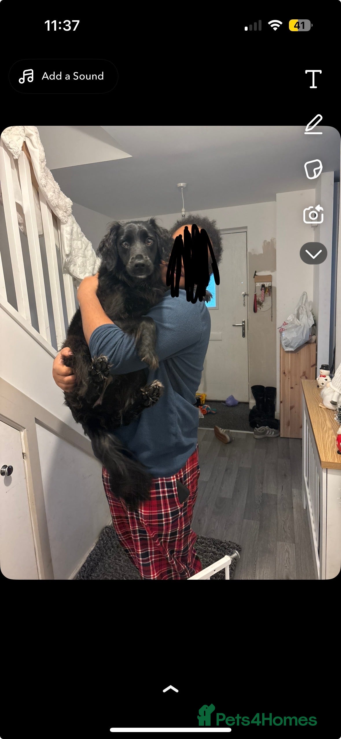 Sprollie dogs Female Sprollie - Advert 4