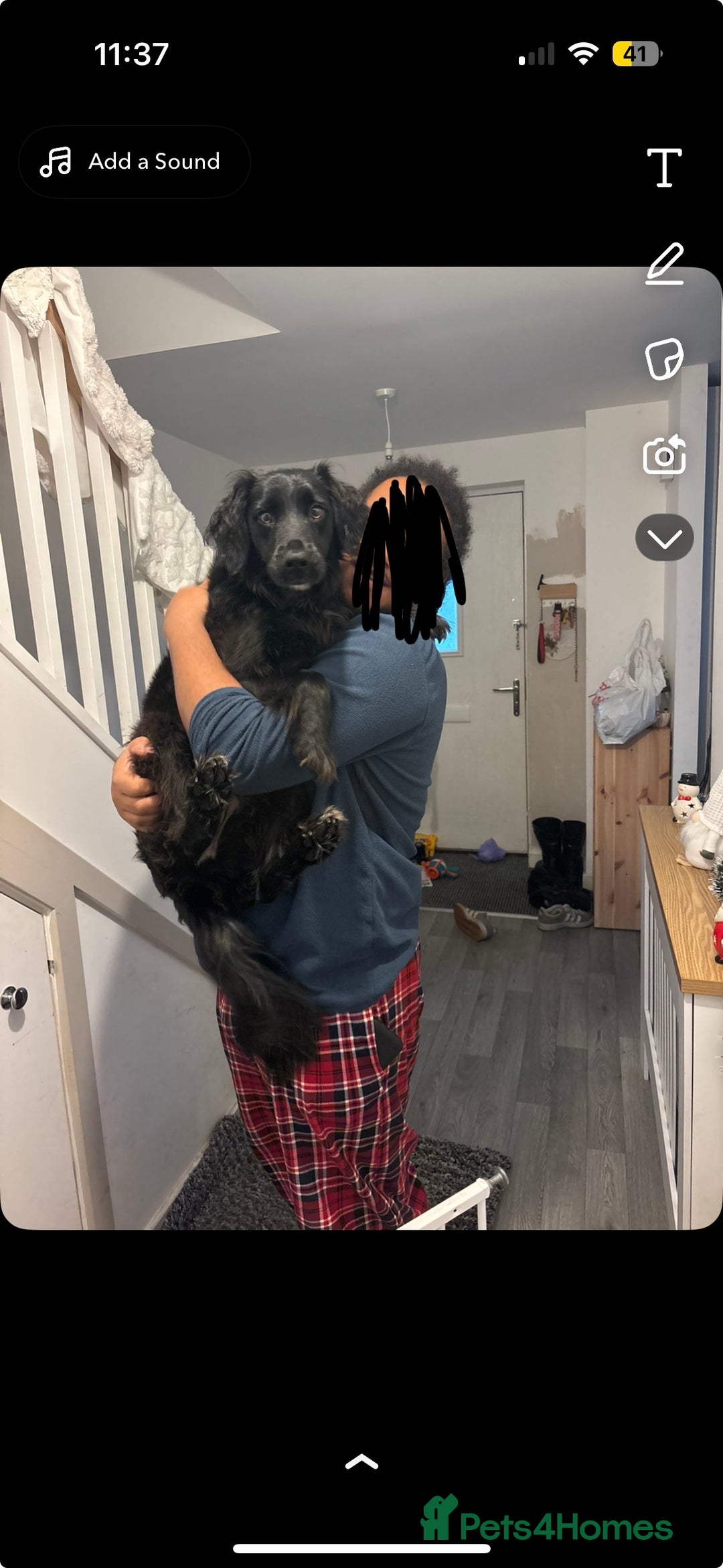 Sprollie dogs for sale: Female Sprollie - Advert 1