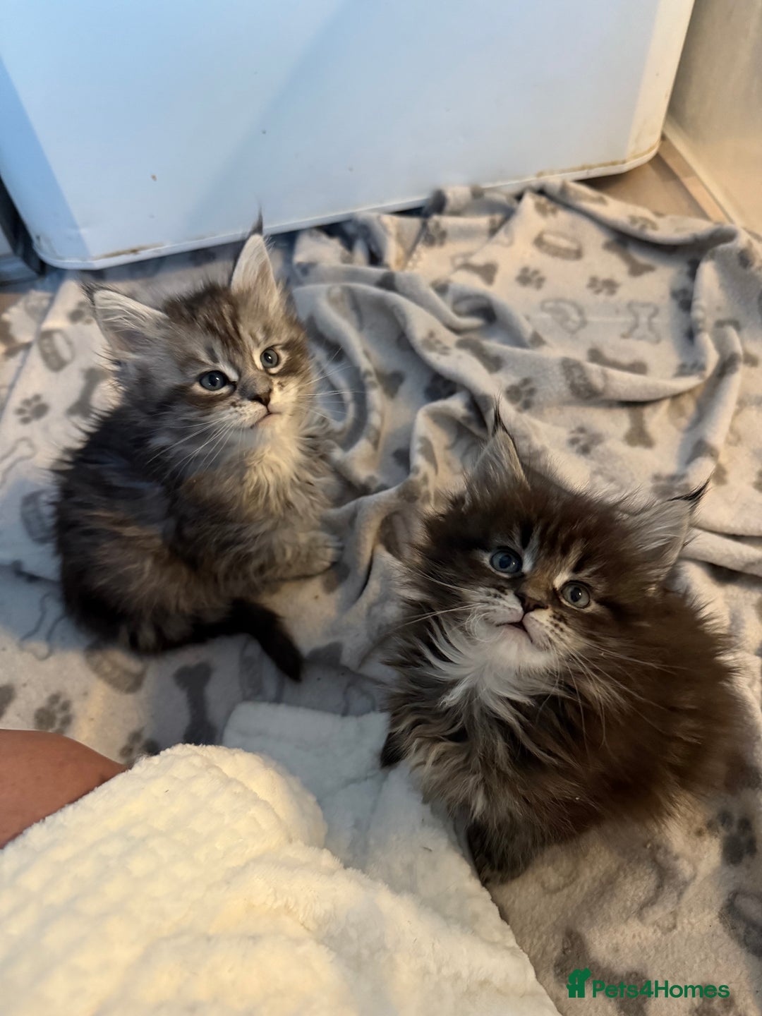 Maine Coon cats for sale: Maine coon kittens - Advert 9