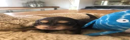 Cocker Spaniel dogs for sale: KC REG SHOW COCKER SPANIEL PUPPIES 🩷💙 - Advert 34
