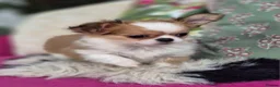 Chihuahua dogs for sale: Amazing Longcoat Apple head Chihuahua Puppies - Advert 8