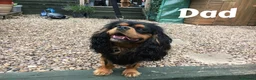 Cavalier King Charles Spaniel dogs for sale: Cavalier King Charles Puppies due 29/4/26 in Keighley - Advert 9