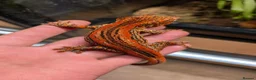 Gecko reptiles for sale: PAIR - High red gargoyle geckos  - Advert 2