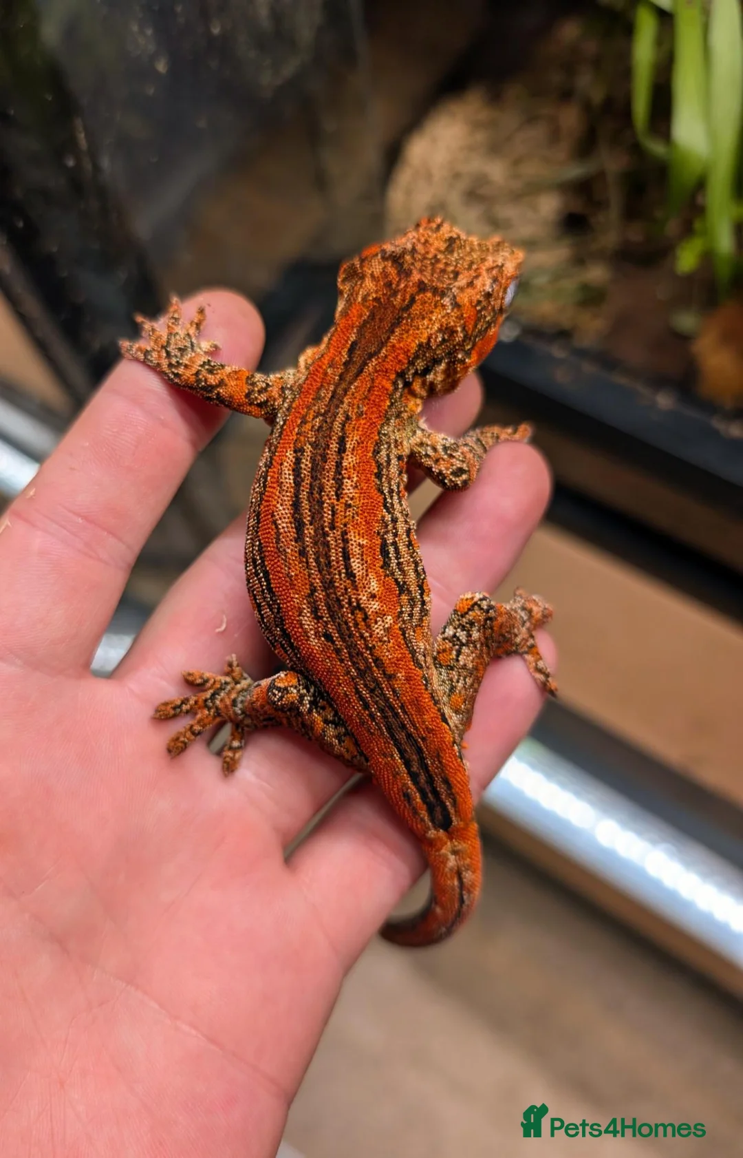 Gecko reptiles for sale: PAIR - High red gargoyle geckos  - Advert 2