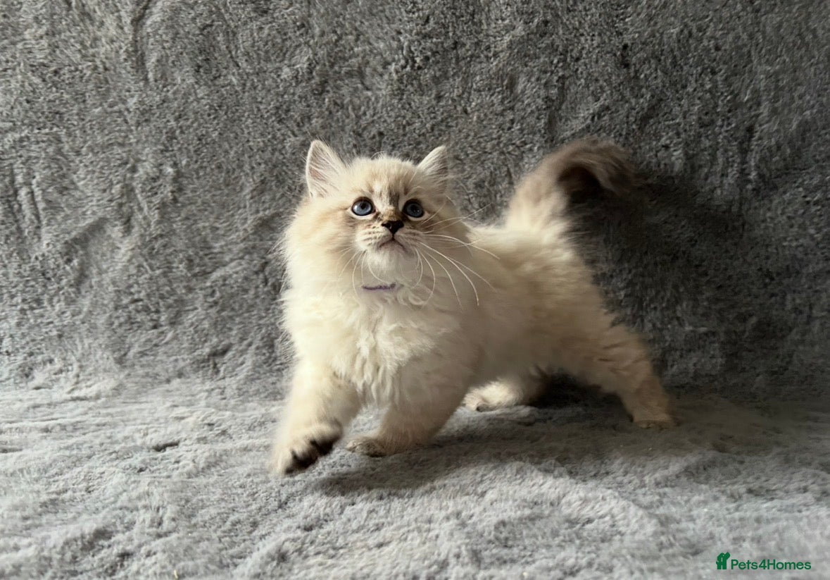 Siberian cats 🏆Championship Line Kittens. Dual Registered 🏆  - Advert 2