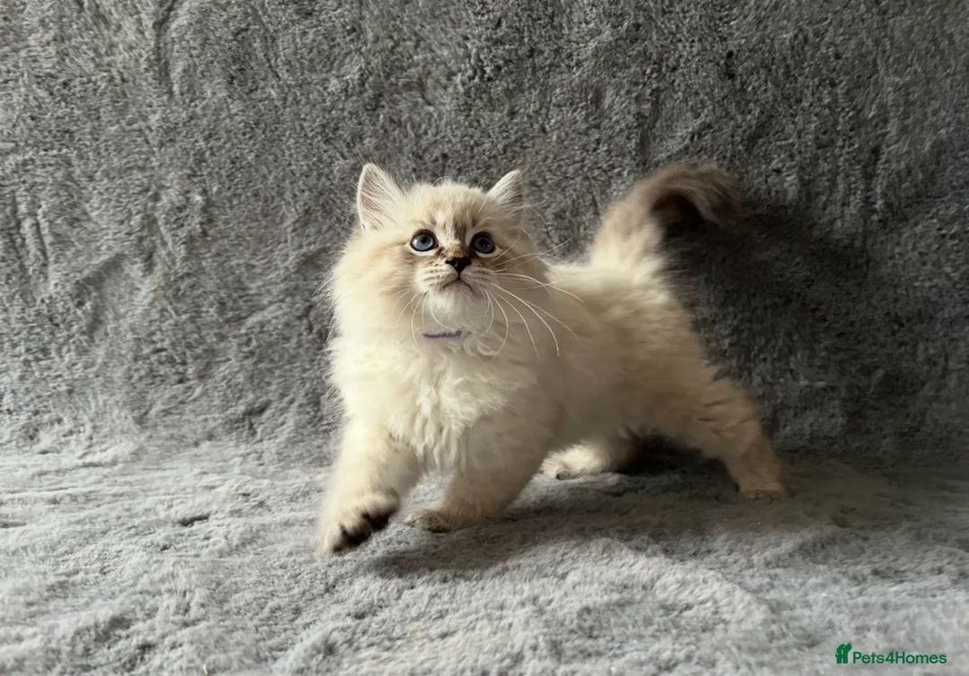 Siberian cats for sale: 🏆Championship Line Kittens. Dual Registered 🏆  - Advert 1