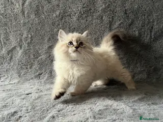 Siberian cats 🏆Championship Line Kittens. Dual Registered 🏆 - Advert 2