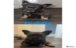 French Bulldog dogs for sale: Fluffy French Bulldog Puppies  - Image 3