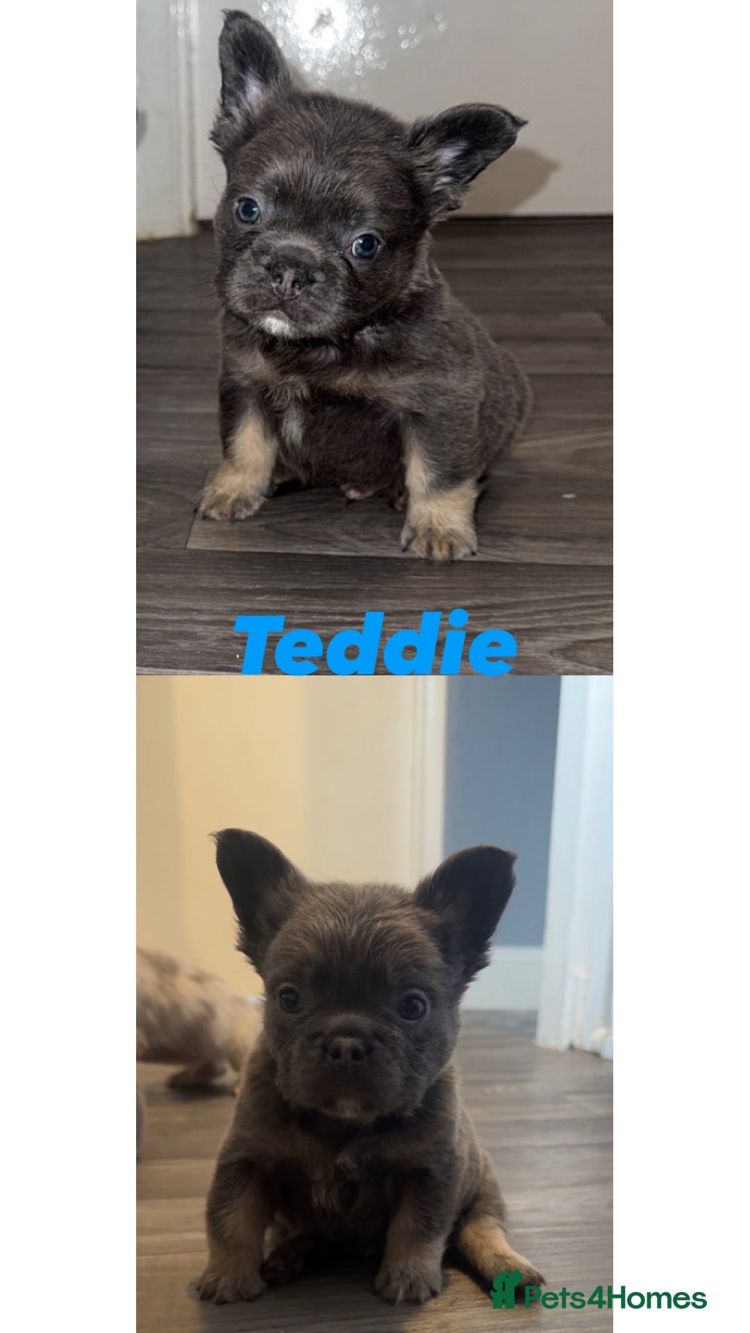 French Bulldog dogs for sale: Fluffy French Bulldog Puppies  - Image 3