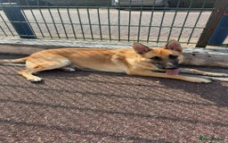 Mixed Breed dogs for sale: 9 month old boy looking for special home  - Image 1