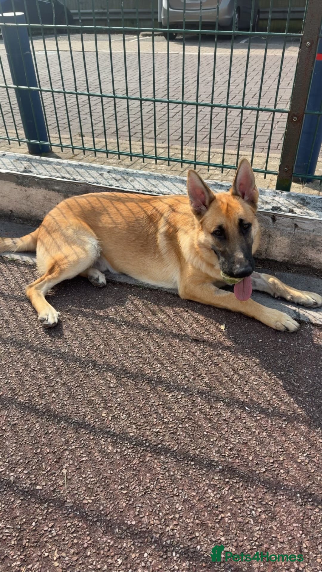 Mixed Breed dogs for sale: 9 month old boy looking for special home  - Image 1