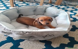 Dachshund dogs for sale: Adorable dachshund puppy - Image 1