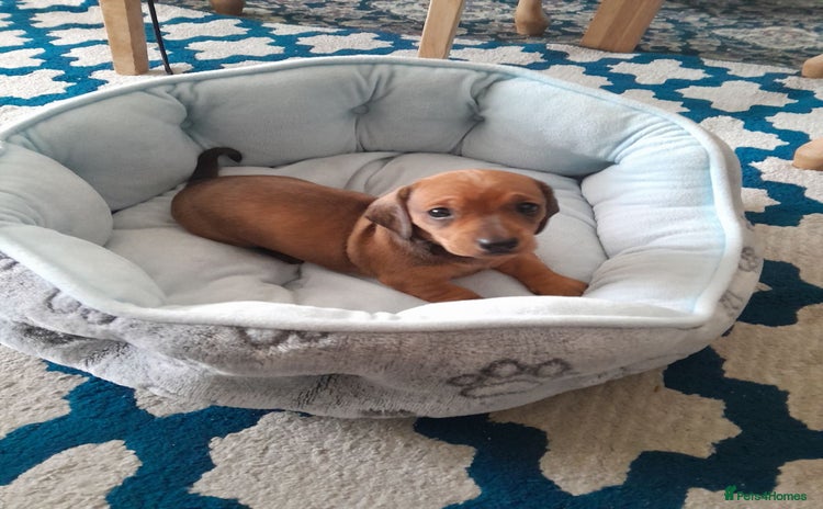 Dachshund dogs - Advert 9