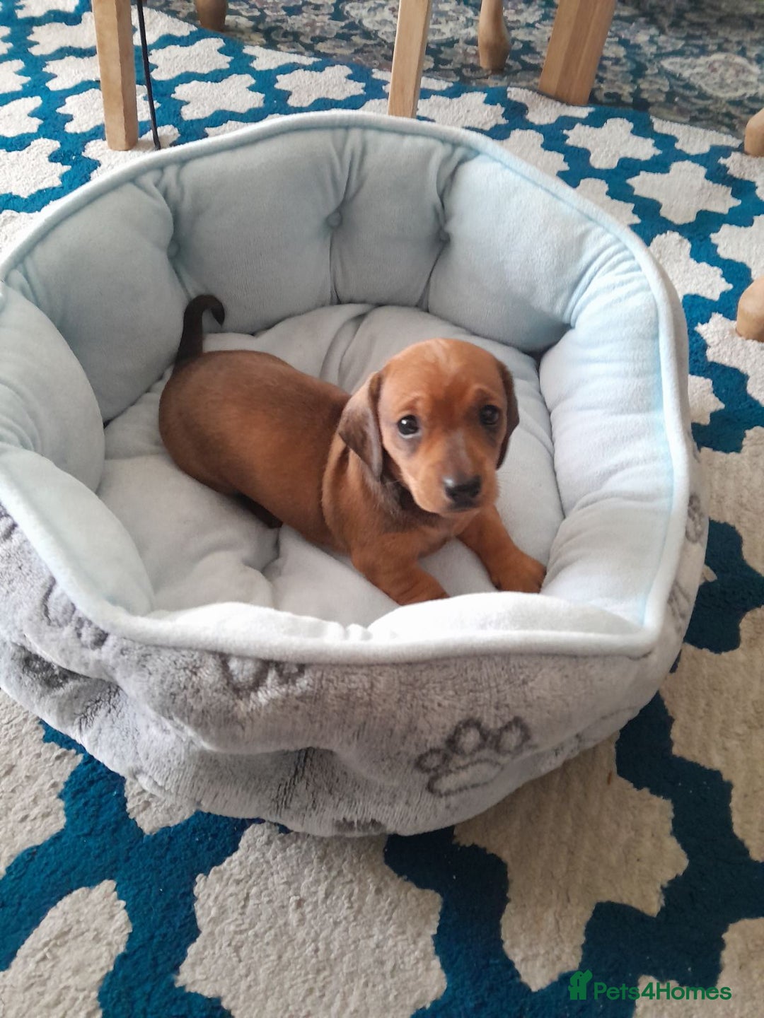 Dachshund dogs for sale: Adorable dachshund puppy - Image 1