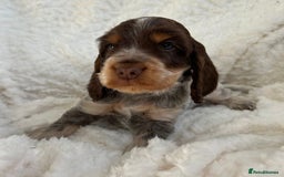 Cocker Spaniel dogs for sale: Chocolate roan show type cocker spaniels - Image 10