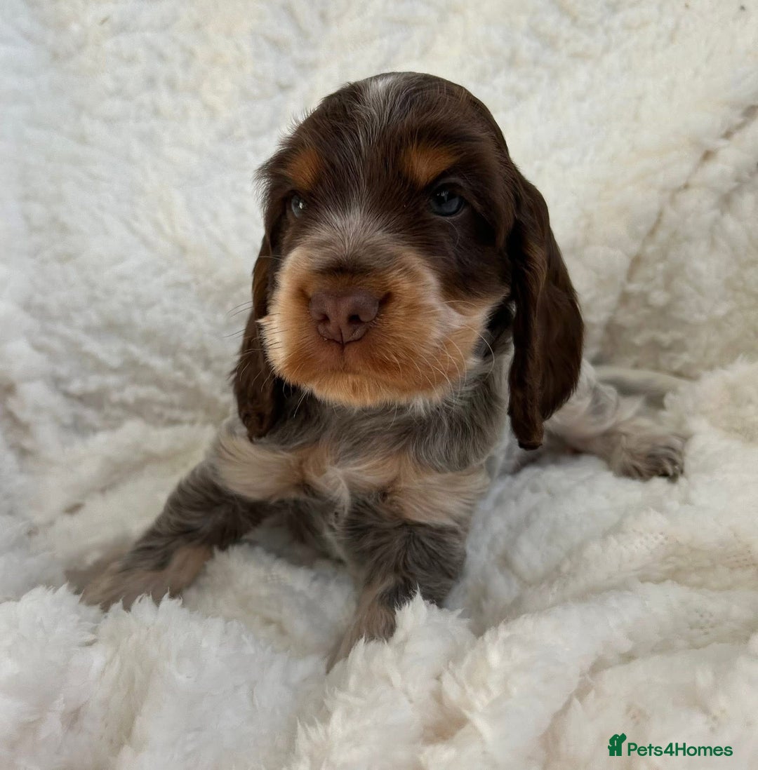 Cocker Spaniel dogs for sale: Chocolate roan show type cocker spaniels - Image 10