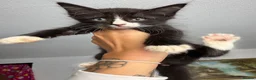 Sphynx cats for sale: Sphynx mix kittens ready now!  - Advert 2