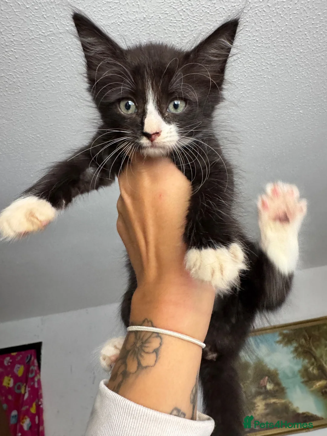 Sphynx cats for sale: Sphynx mix kittens ready now!  - Advert 2