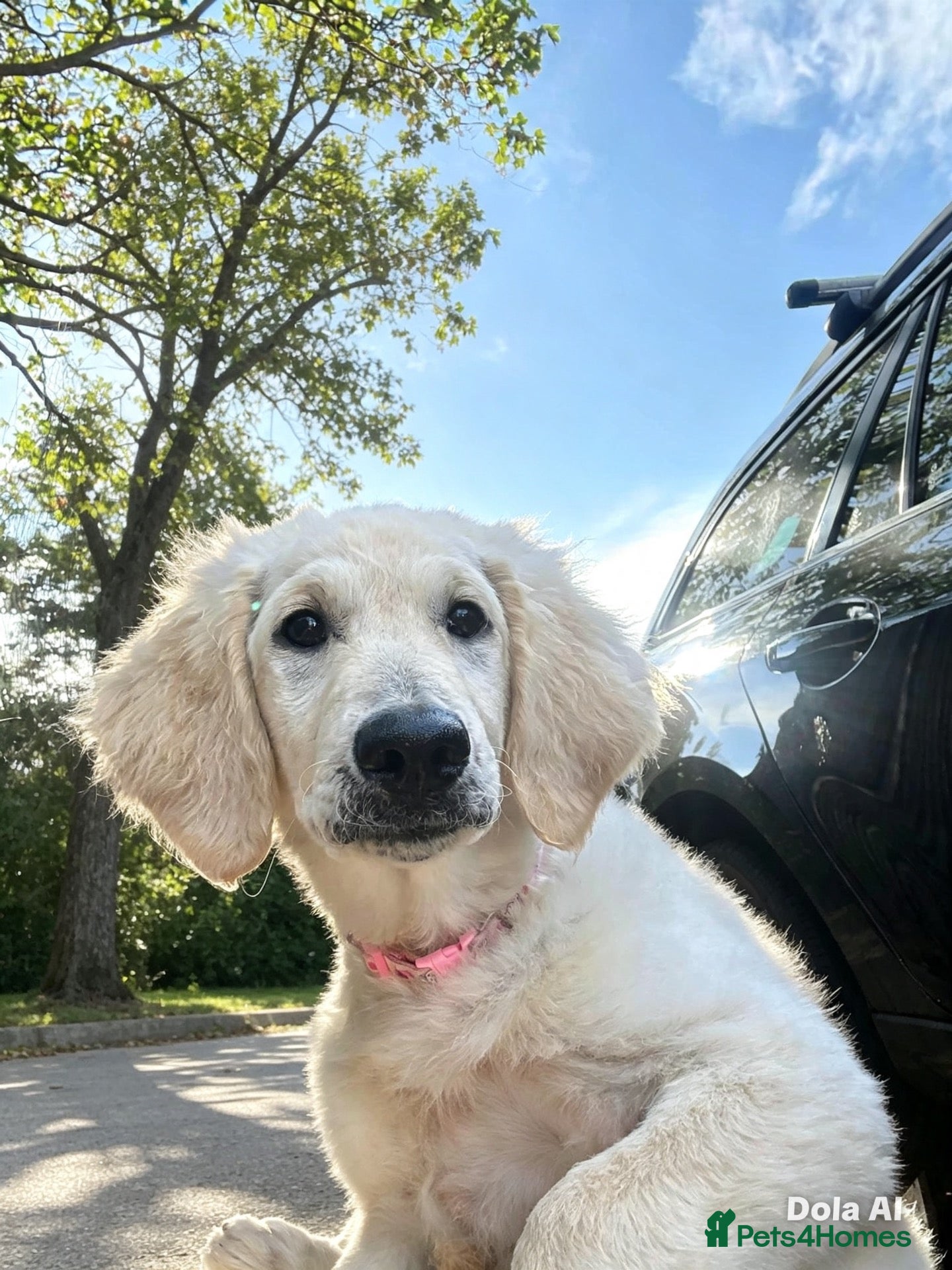 Goldendoodle dogs 🐾 Goldendoodle large puppies ready now 🐾 - Advert 2
