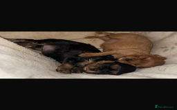 Cavalier King Charles Spaniel dogs for stud: *PROVEN* HEALTH TESTED Black & Tan Cavalier STUD in Oldham - Image 19