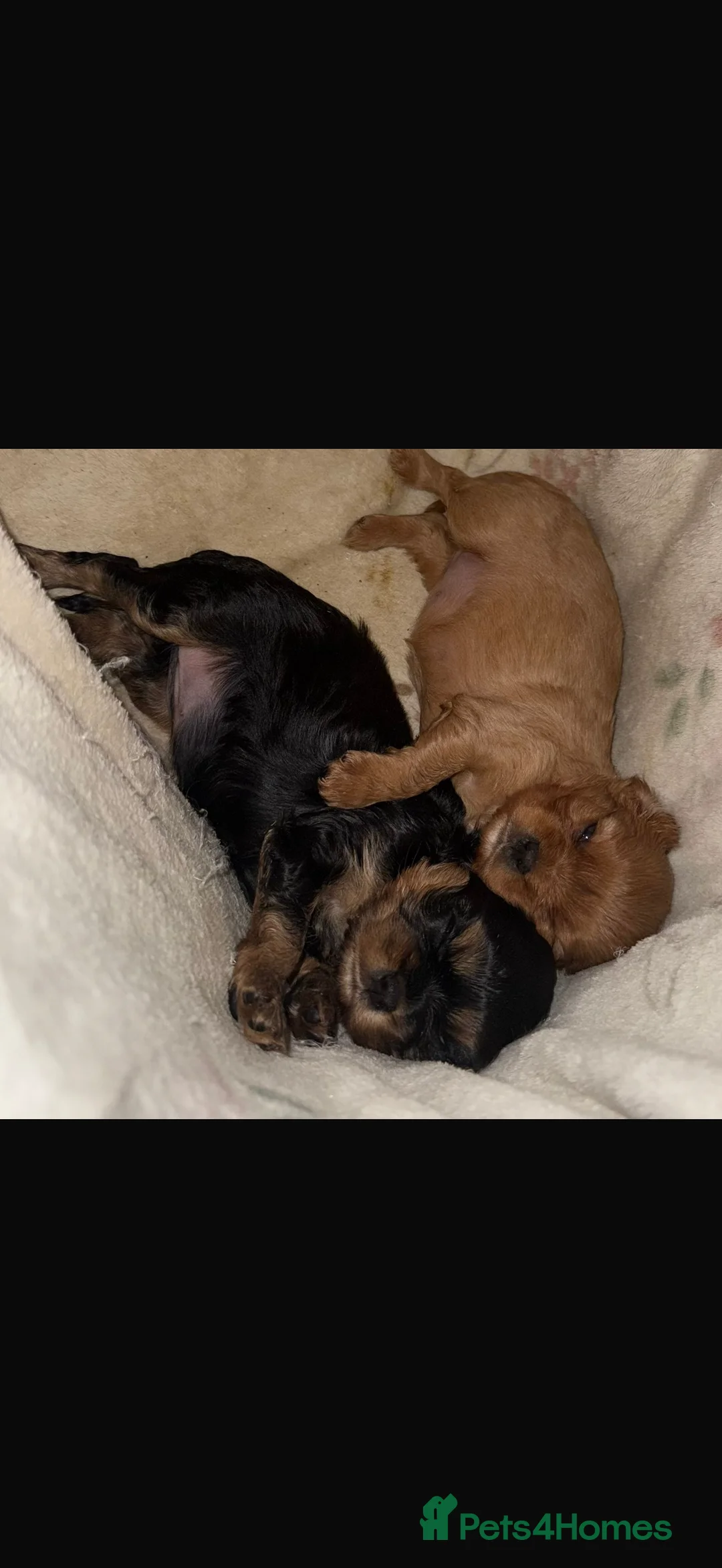 Cavalier King Charles Spaniel dogs for stud: *PROVEN* HEALTH TESTED Black & Tan Cavalier STUD in Oldham - Advert 20