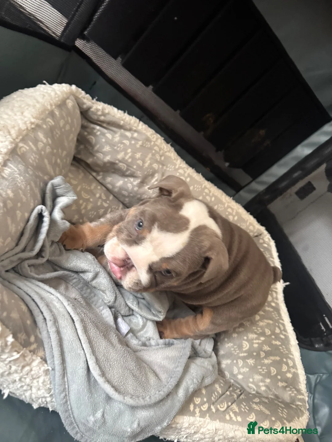 English Bulldog dogs for sale:  Blue&tan bulldog  in Manchester - Advert 1