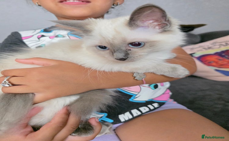 Ragdoll cats - Advert 2