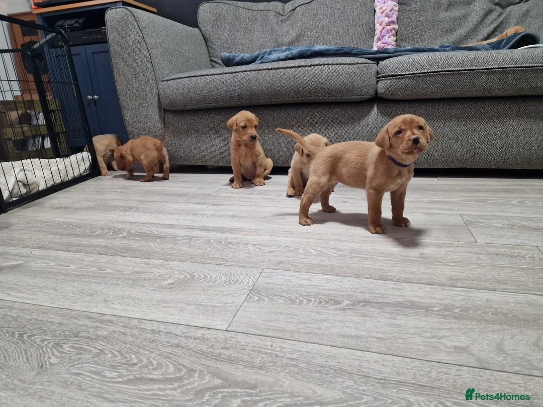 Labrador Retriever dogs for sale: Ready Now! Beautiful Red Fox Labrador Puppies - Advert 6