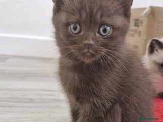 Selkirk Rex cats Pedigree selkirk rex kitten girls non curly - Advert 18