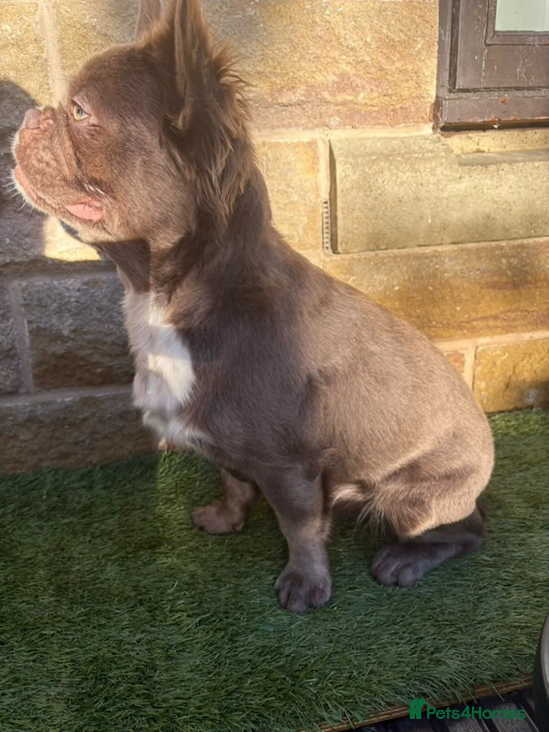 French Bulldog dogs for stud: Stud  in Halifax - Advert 5