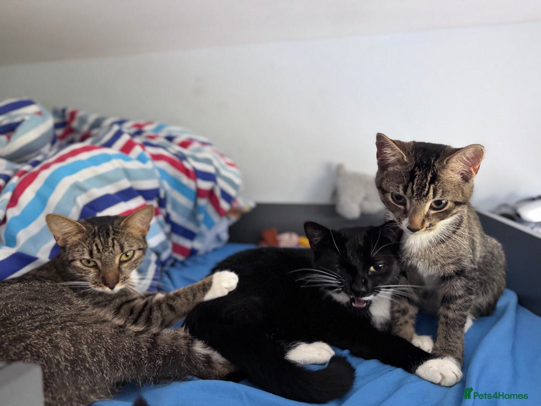 Mixed Breed cats for sale: Black Kitten for Sale – Ready for a New Home - Advert 5