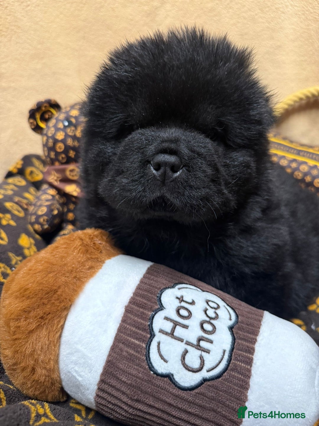 Chow Chow dogs for sale: 🏆 ** Just one Teddy Bear remaining  ** 🏆 - Advert 3
