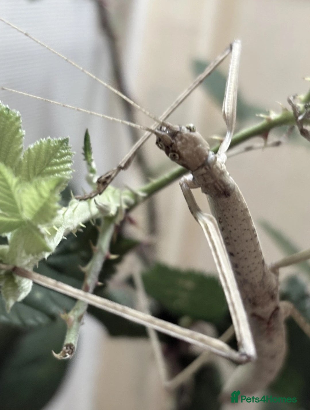 Stick Insects invertebrates for sale: Budwing stick insect eggs - Image 5