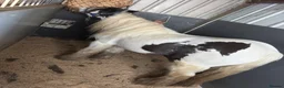 Irish Cob horses for sale: Child’s pony  - Advert 4