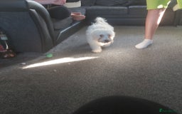 Mixed Breed dogs for sale: For sale  - Image 7