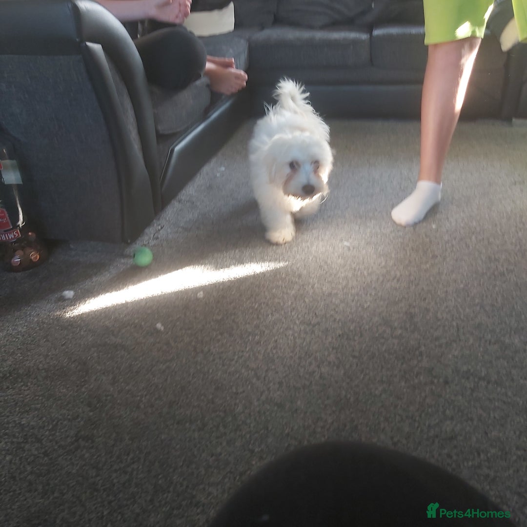 Mixed Breed dogs for sale: For sale  - Image 7