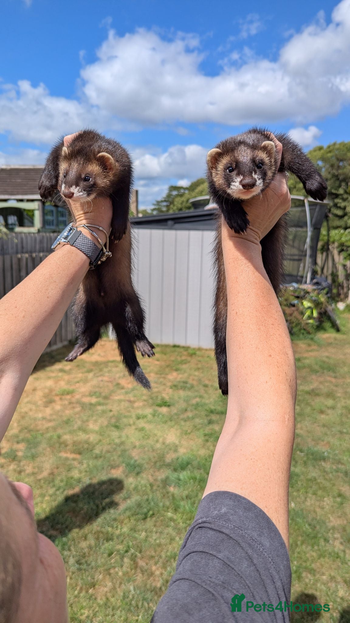 Ferret rodents Ferret hobs 10 weeks old - Advert 1
