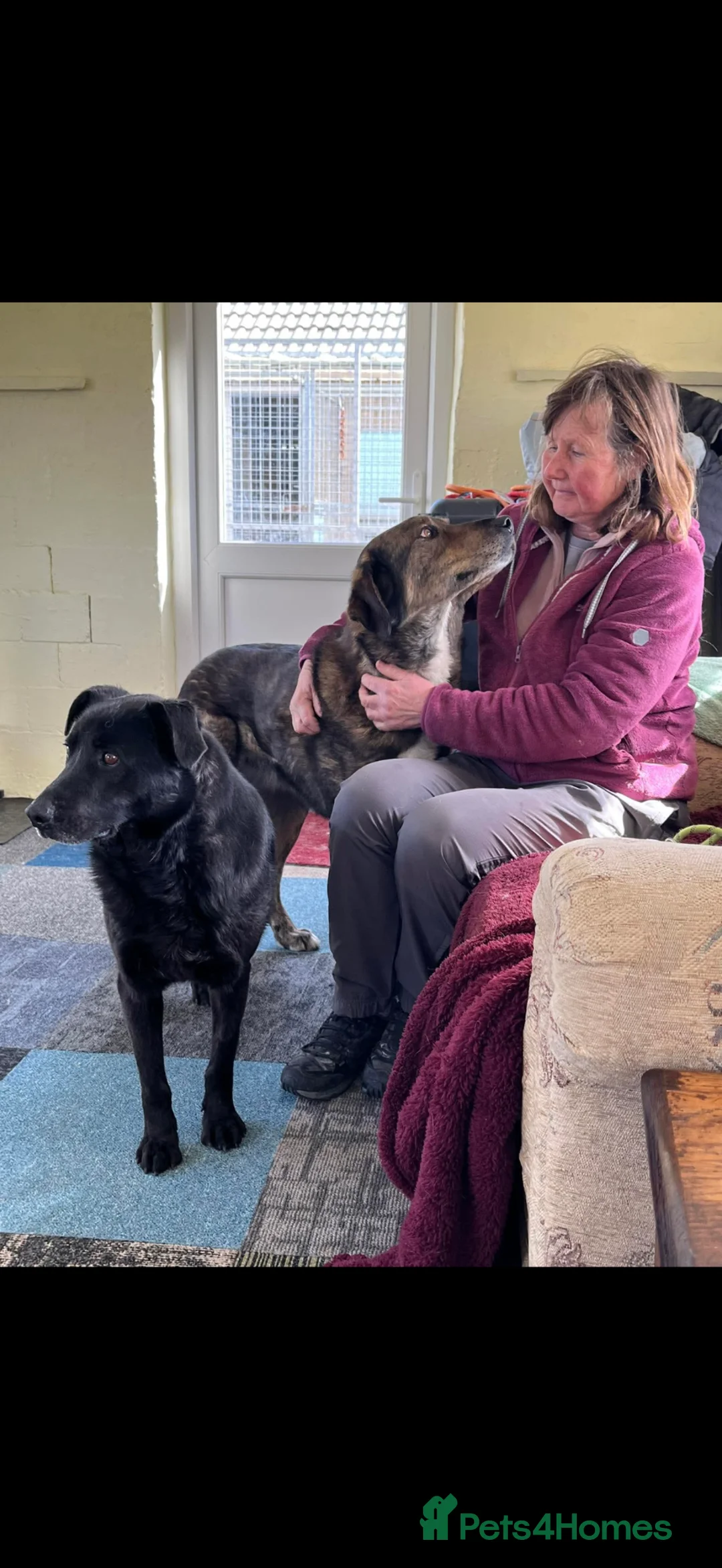 Mixed Breed dogs for adoption: STEVIE - WILL HE BE YOUR LUCKY CHARM in Worcester - Advert 8