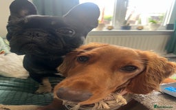 Sprocker dogs for sale: Sproka 9 months  - Image 2