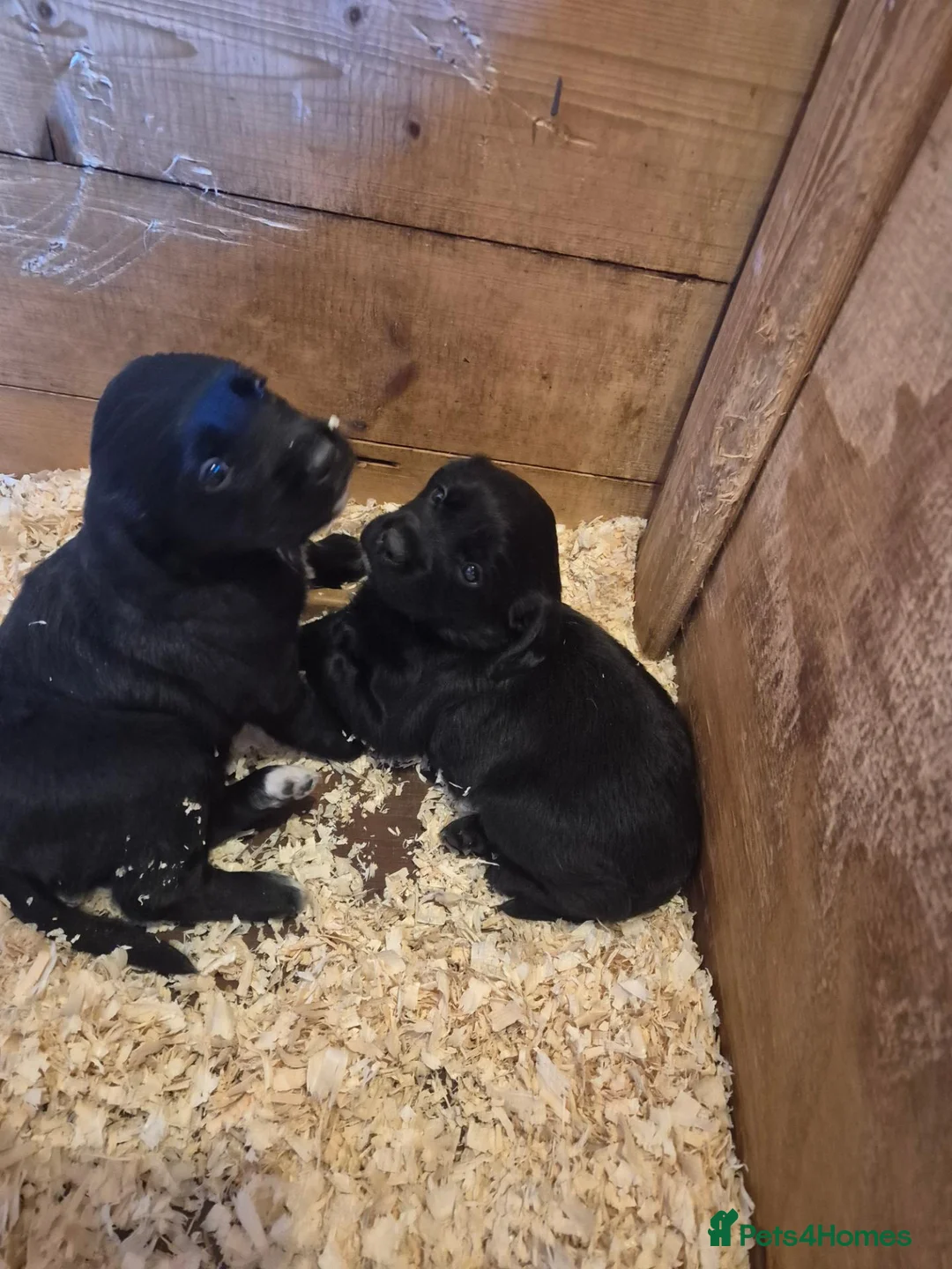Springador dogs for sale: Springerdor puppies for sale - Advert 2